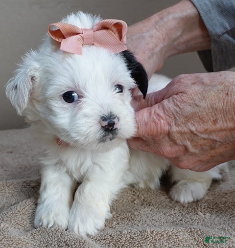 Yorkshire Terrier dogs Lyra super unique - Ad 23
