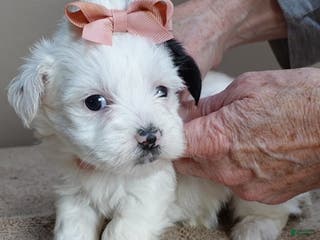 Yorkshire Terrier dogs Lyra super unique - Ad 18