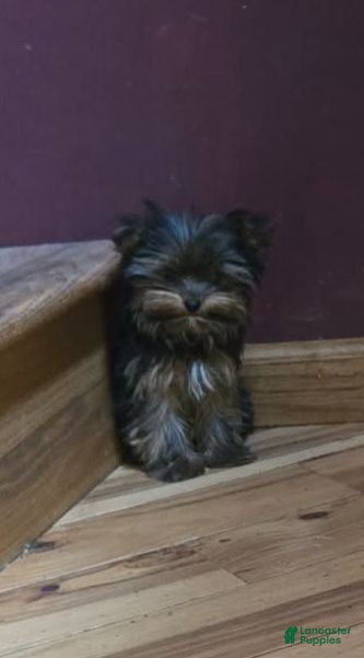 Yorkshire Terrier dogs Princess  - Ad 1
