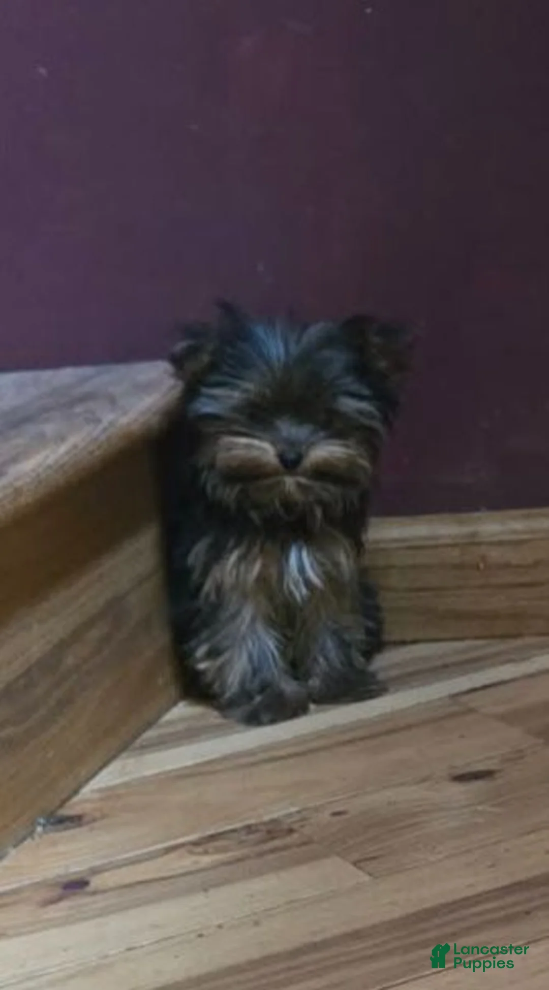 Yorkshire Terrier dogs for sale: Princess  - Ad 1
