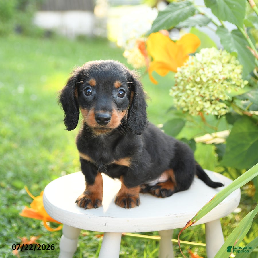 Miniature Dachshund dogs Freddie - Ad 1