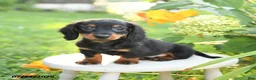 Miniature Dachshund dogs for sale: Freddie - Ad 1