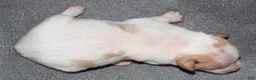 Rat Terrier dogs for sale: Brasher - Ad 4