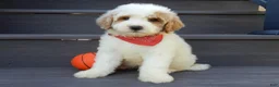 Mini Goldendoodle dogs for sale: Gus (medium) - Ad 5