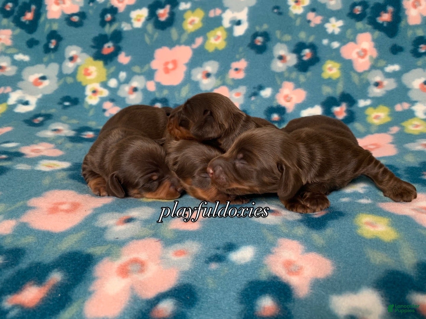 Miniature Dachshund dogs Miniature Dachshund Male 1 Chocolate and Tan - Ad 2