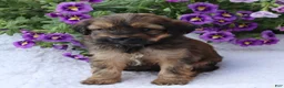 Mini Goldendoodle dogs for sale: Charlene - Ad 3