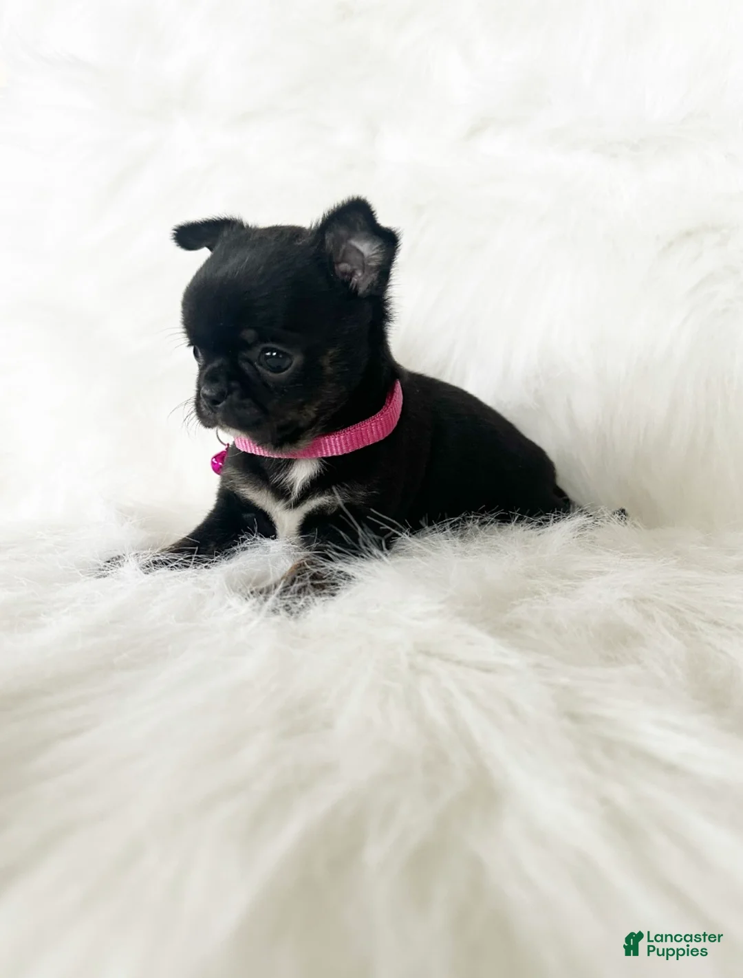 Chihuahua dogs for sale: Cherry - Ad 4