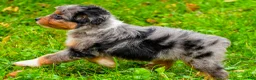 Mini Aussiedoodle dogs for sale: Lacey - Ad 5