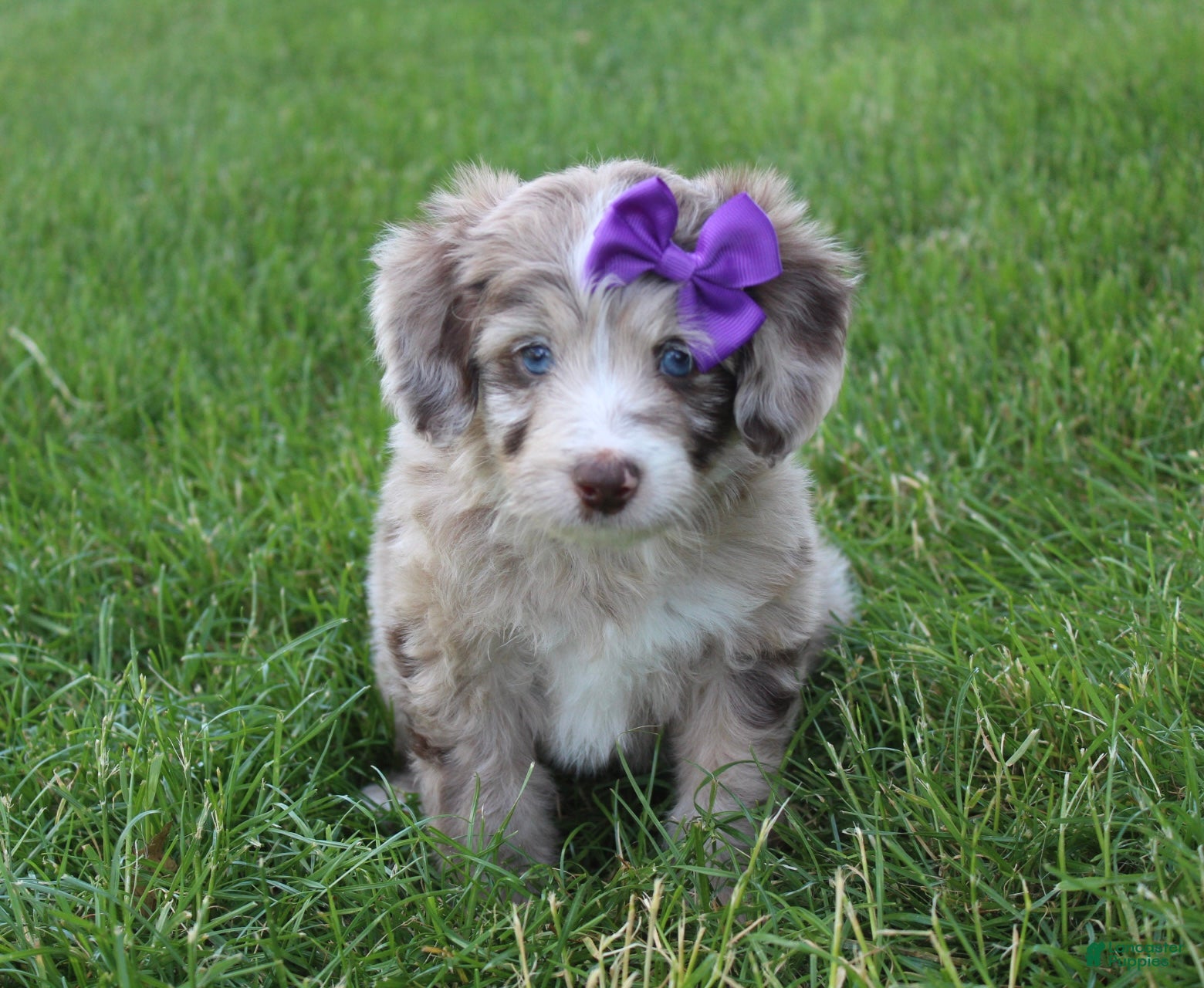 Mini Aussiedoodle dogs for sale: Jasmine 🎀 - Ad 1