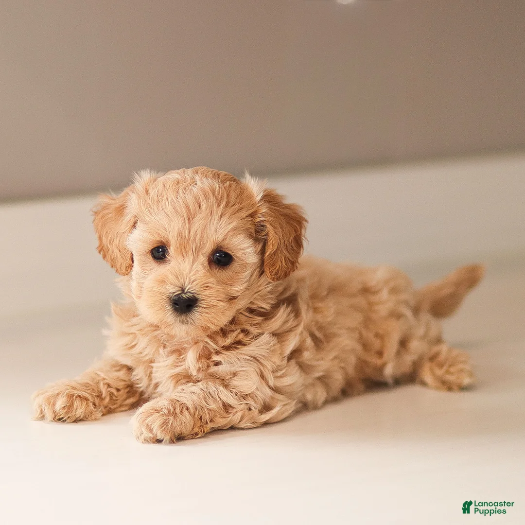 Maltipoo dogs for sale: Maltipoo Puppy 3 - Ad 3