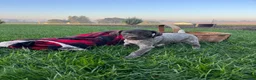 German Shorthaired Pointer dogs for sale: Sierra❤️AKC ready to go home today - Ad 3