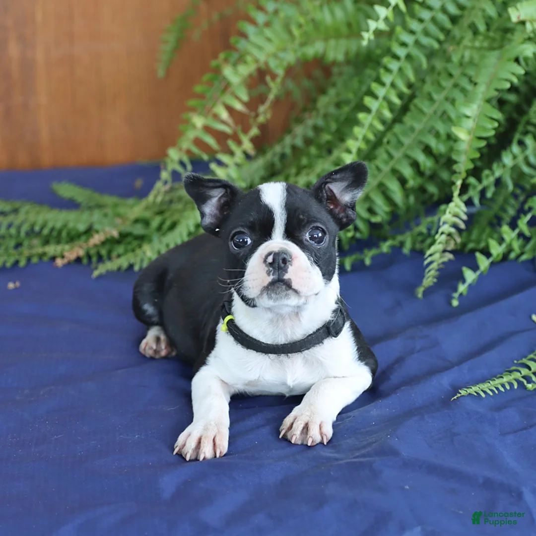 Frenchton dogs for sale: Lorrie - Ad 15