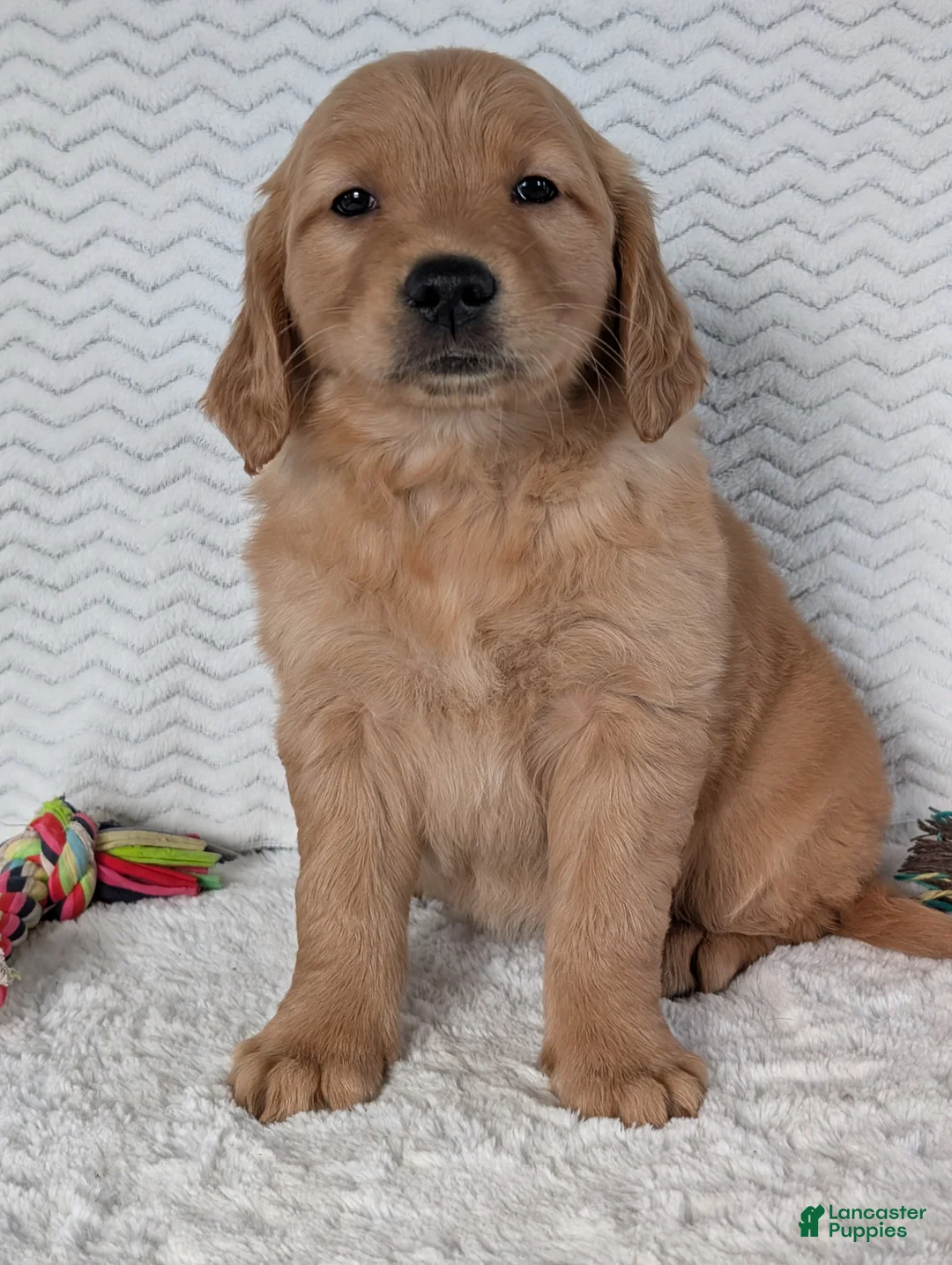 Golden Retriever dogs for sale: Miss Emmie - Ad 7