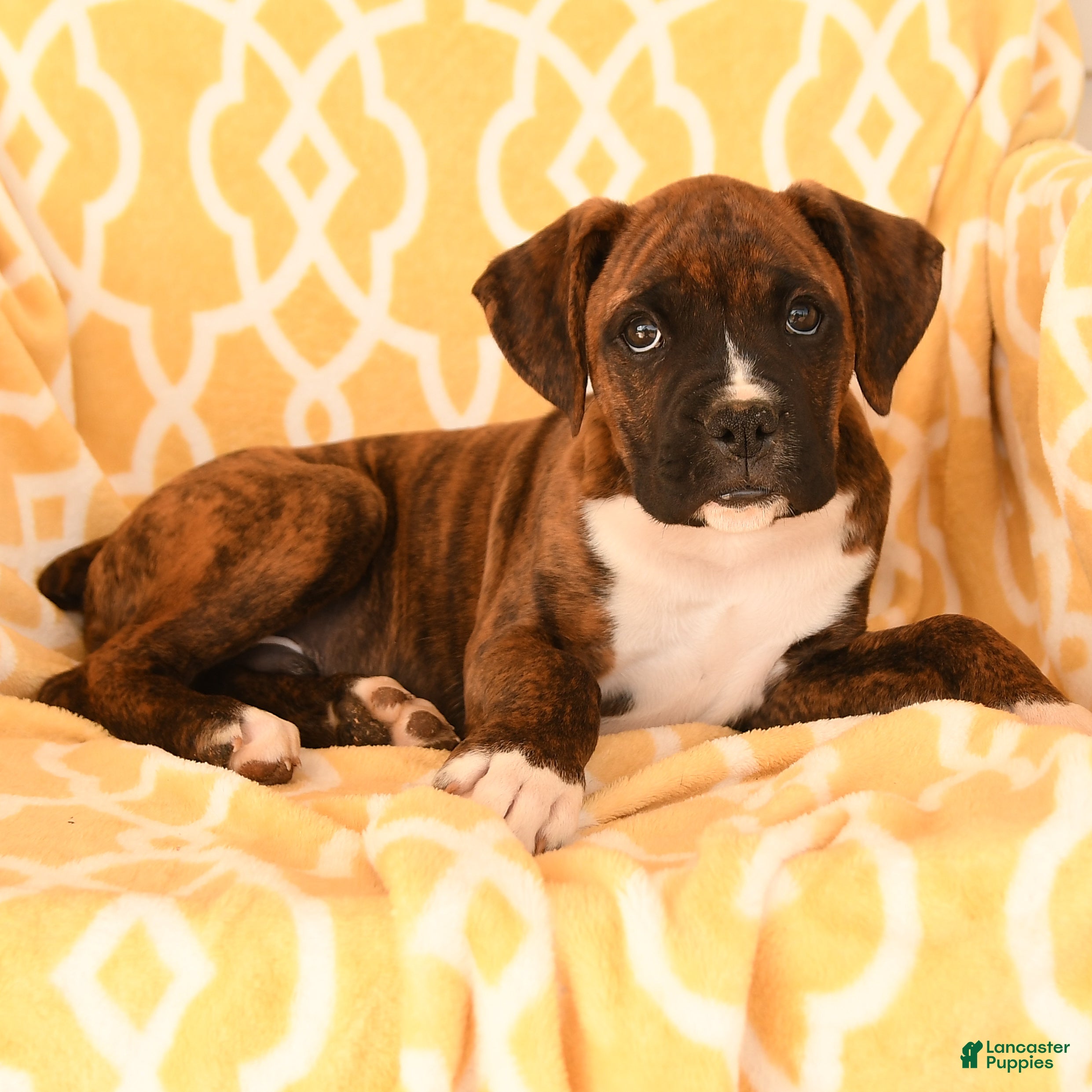 Boxer dogs Aaron - Ad 1