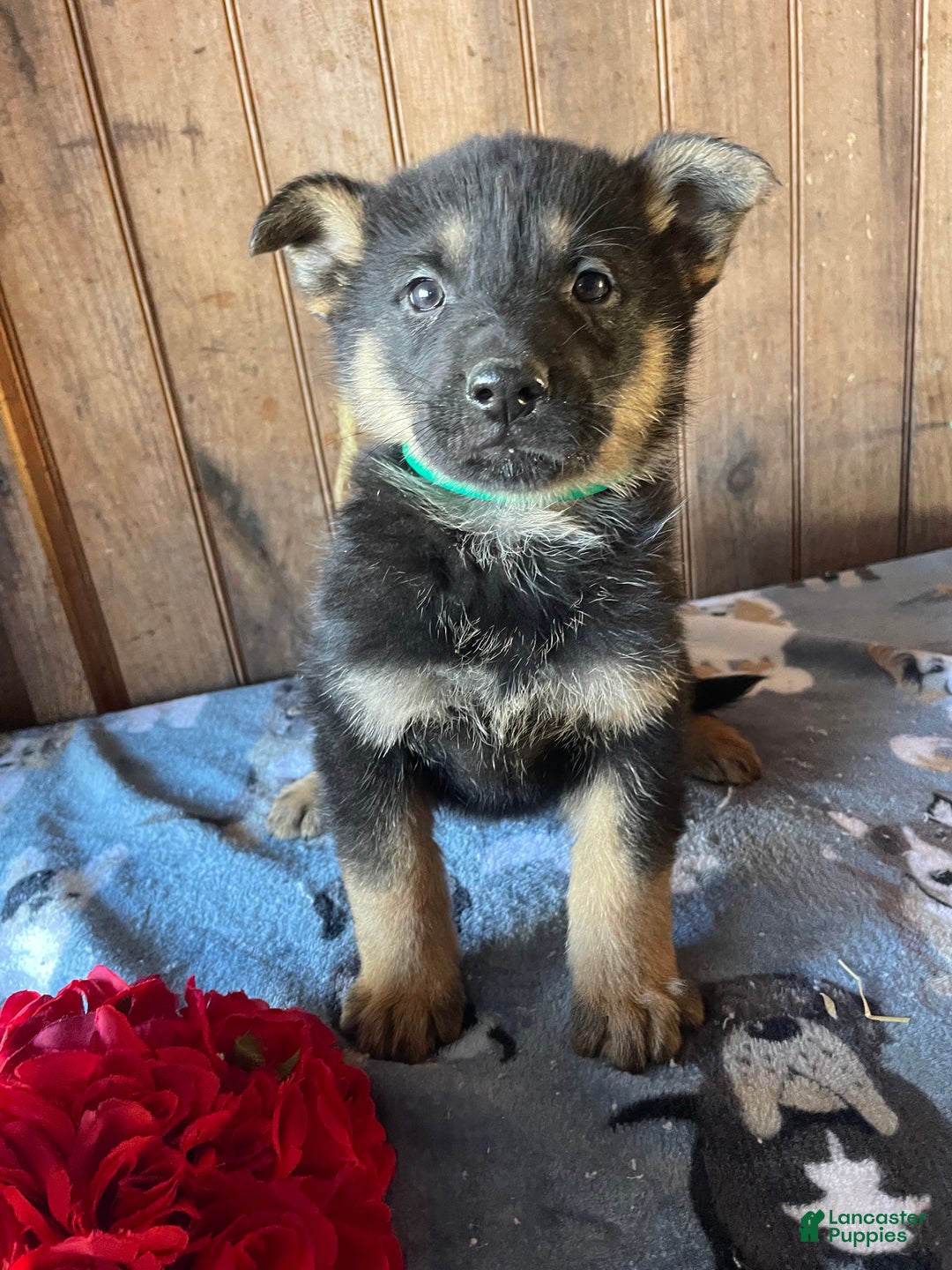 German Shepherd dogs for sale: Norton - Ad 4