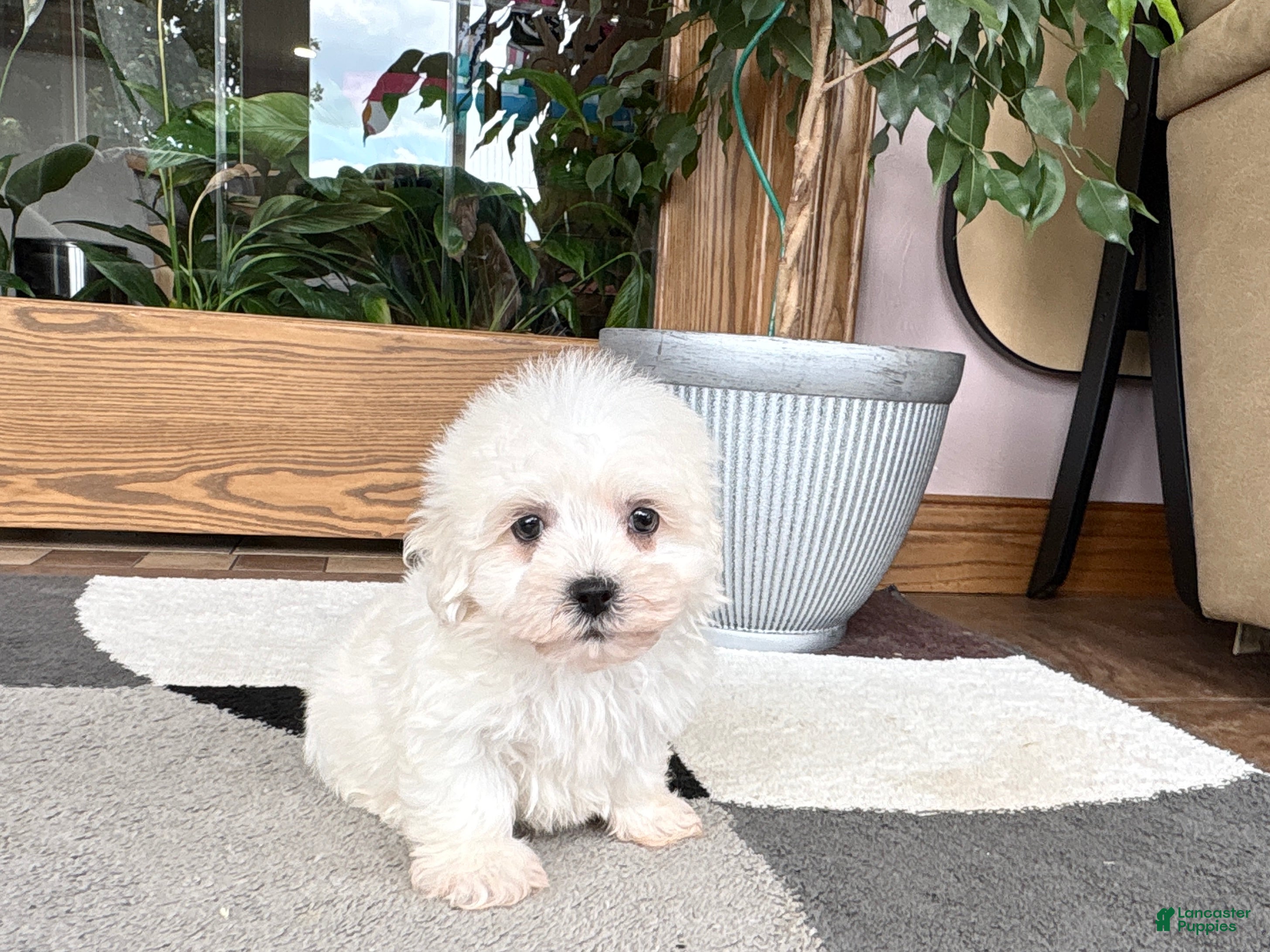 Mixed Breed dogs Lhasa/Coton male 3 - Ad 1