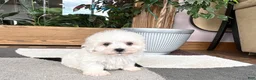Mixed Breed dogs for sale: Lhasa/Coton male 3 - Ad 1