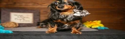 Miniature Dachshund dogs for sale: Jamacia - Ad 3