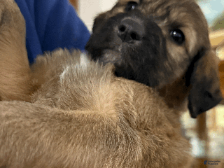 Goldendoodle dogs - Ad 9