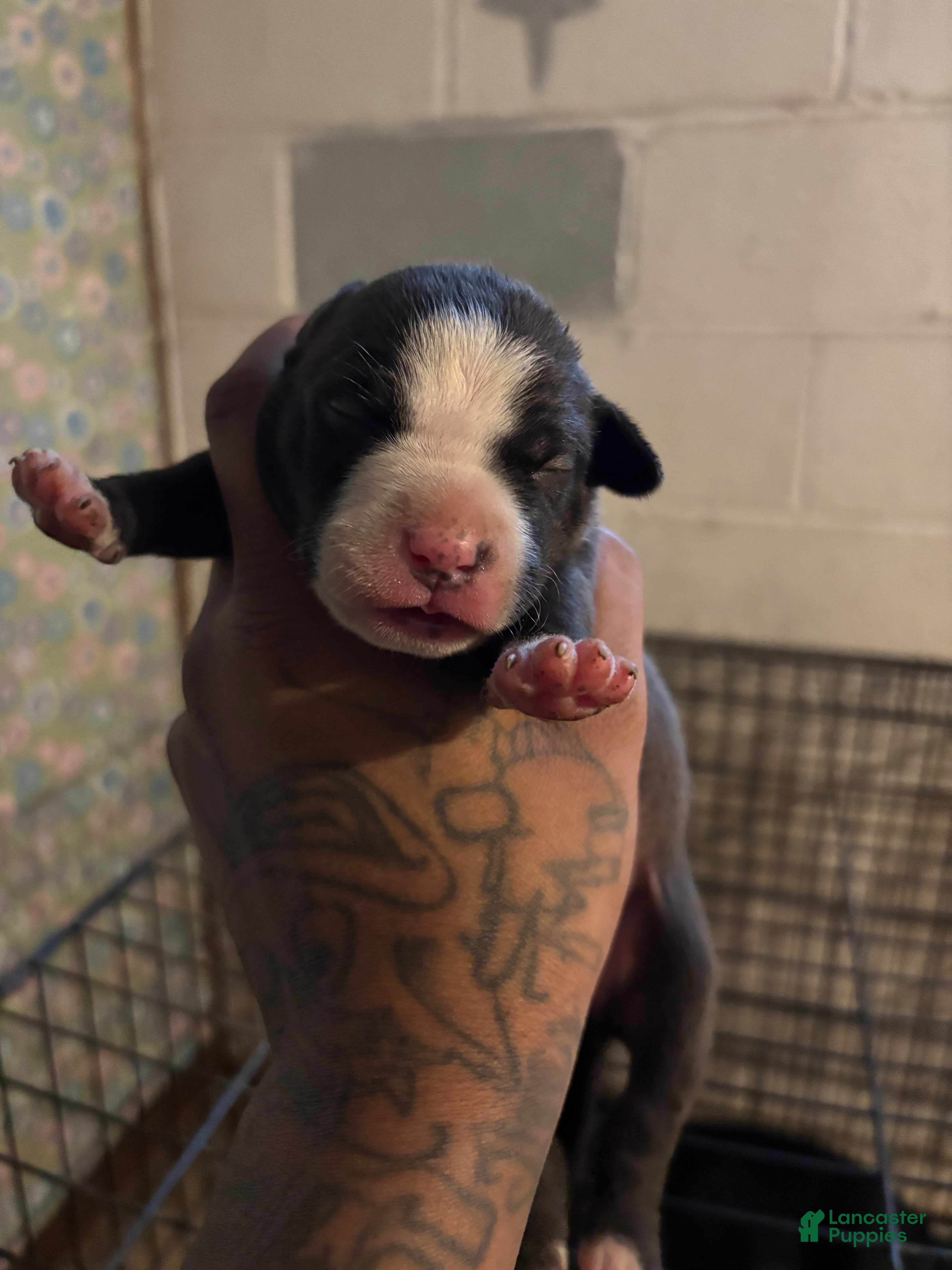 American Staffordshire Terrier dogs for sale: American Staffordshire Terrier Puppy 7 - Ad 1