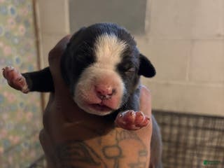 American Staffordshire Terrier dogs American Staffordshire Terrier Puppy 7 - Ad 4