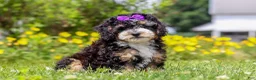 Mini Bernedoodle dogs for sale: Haley - Ad 4