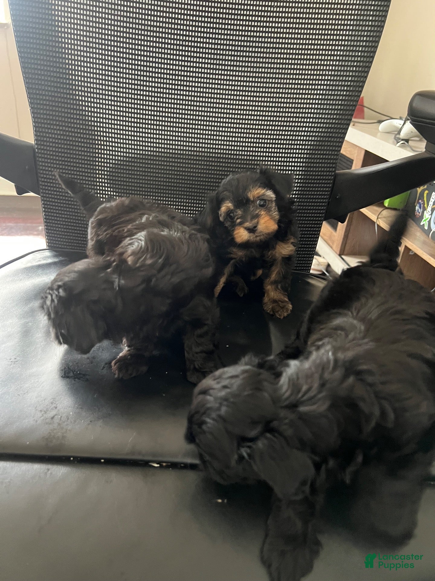 Mixed Breed dogs Buttercup - Ad 33
