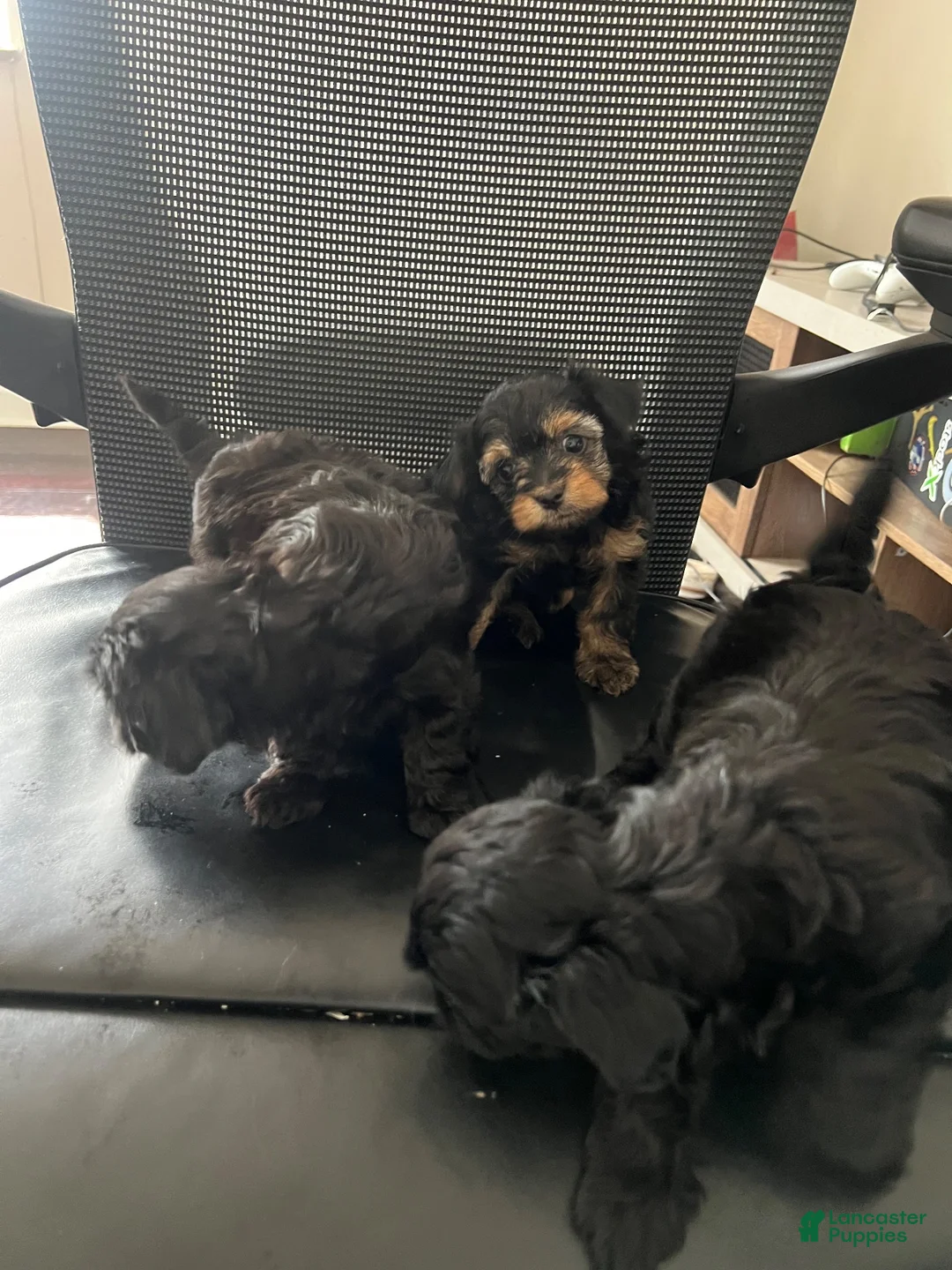 Mixed Breed dogs for sale: Buttercup - Ad 1