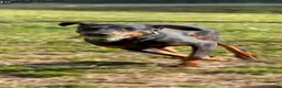 Doberman Pinscher dogs for sale: Doberman Pinscher 1 - Ad 2