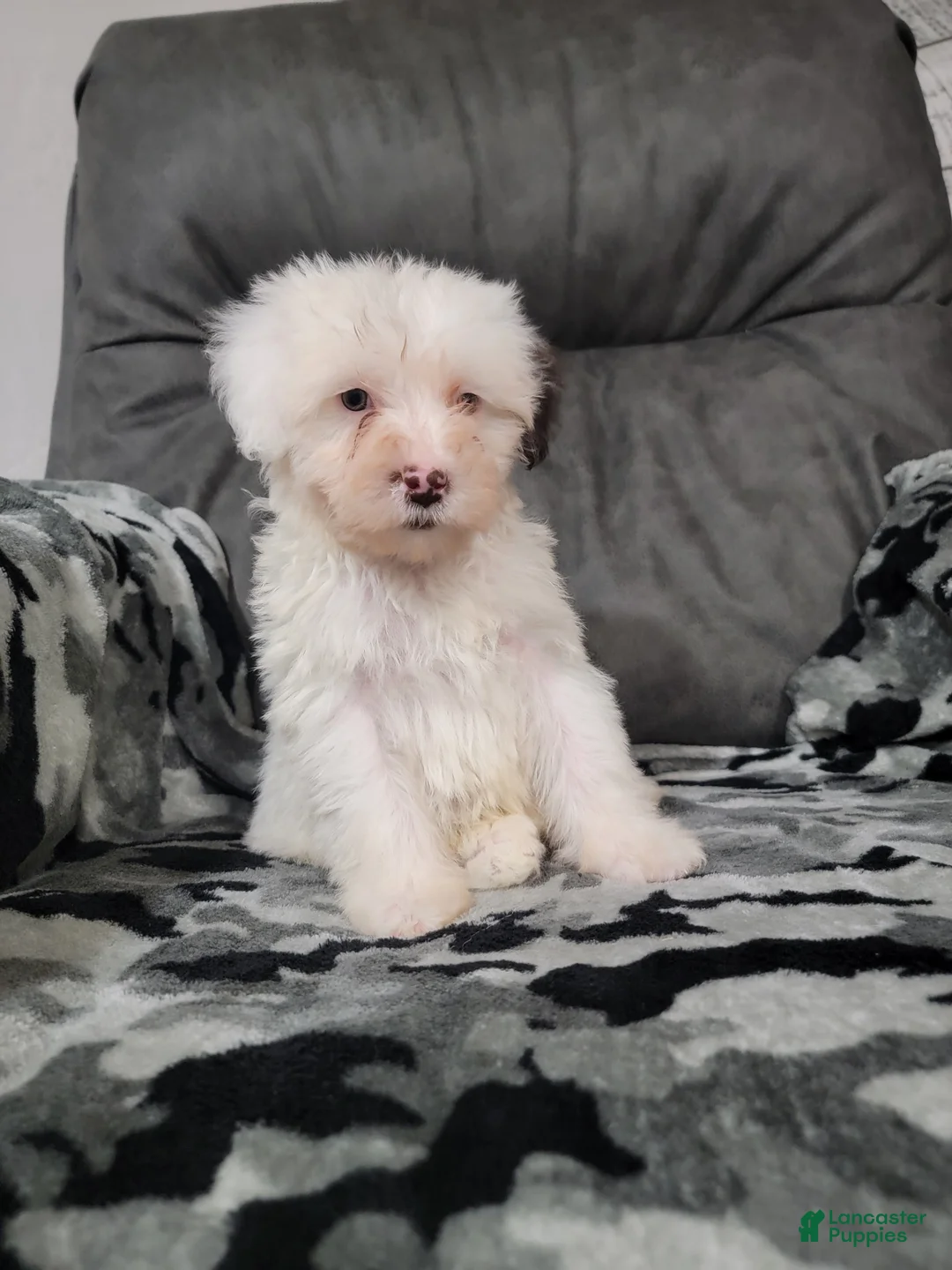 Portuguese Water Dog dogs for sale: Mason - Ad 2