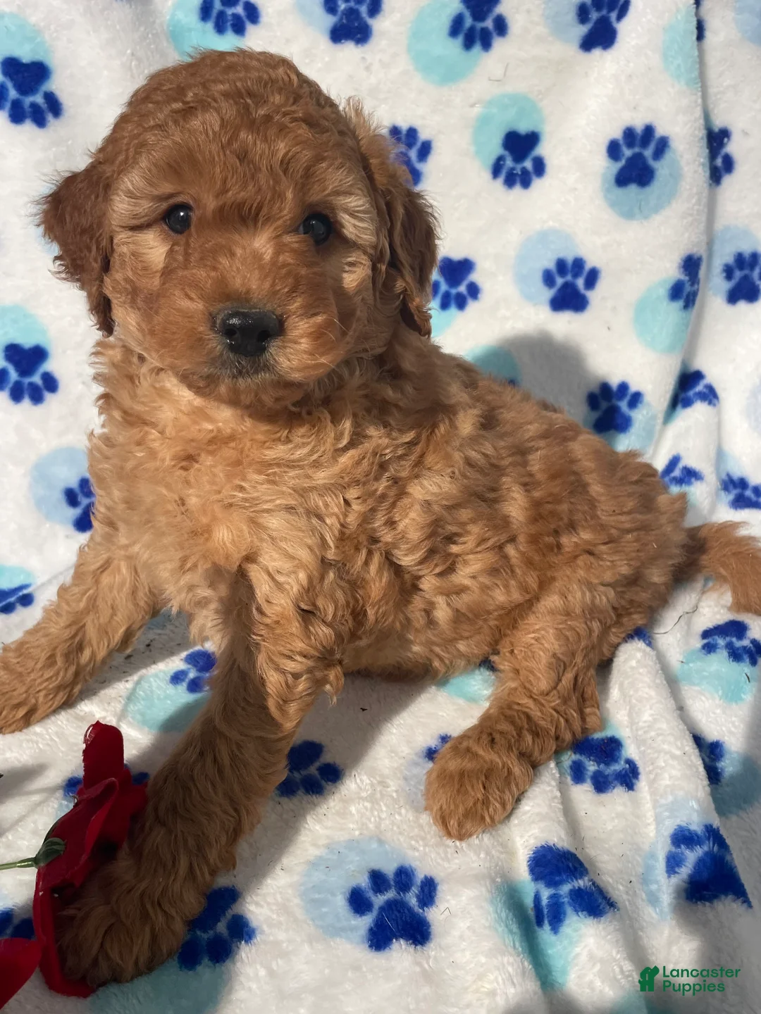 Mini Goldendoodle dogs for sale: Misty - Ad 2