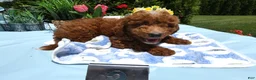 Mini Goldendoodle dogs for sale: Mini Goldendoodle 2 Skipper - Ad 3