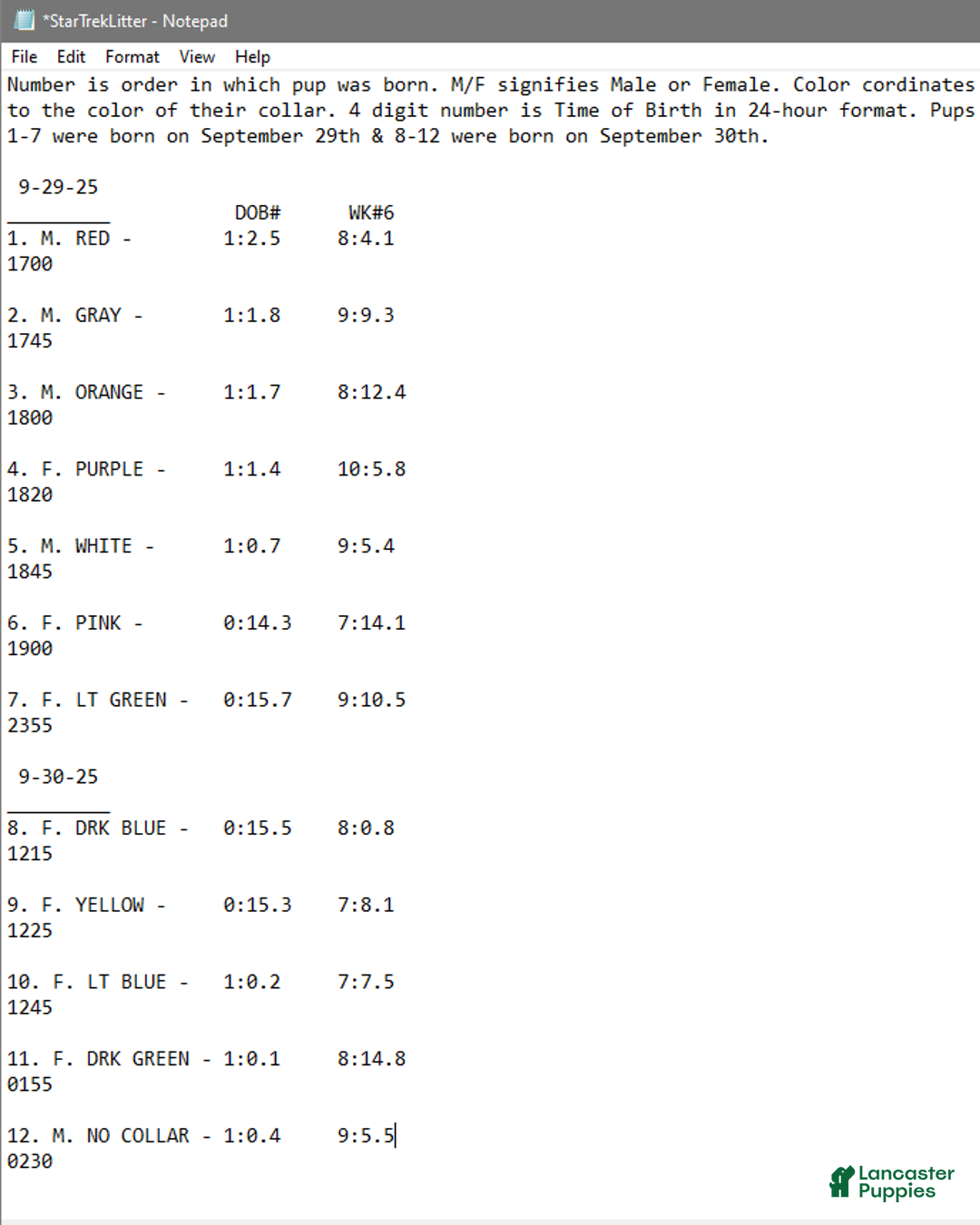 Belgian Malinois dogs for sale: Light Blue - Ad 16