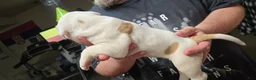 American Bulldog dogs for sale: American Bulldog 1 - Ad 11