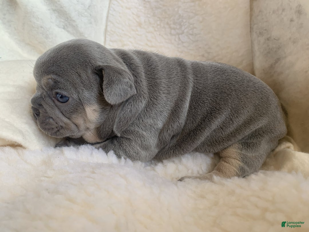 French Bulldog dogs for sale: Stella - Ad 2