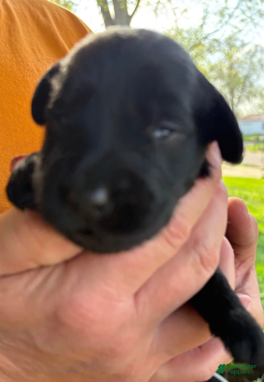 Mixed Breed dogs for sale: Golden Labradoodle Puppy 7 - Ad 2