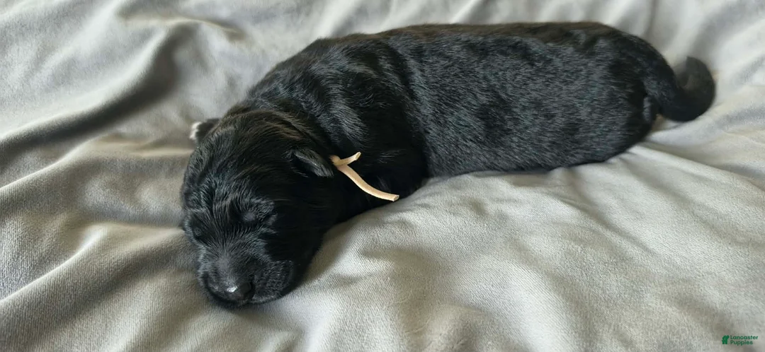 German Shepherd dogs for sale: Siggy - Pink Collar  - Ad 2