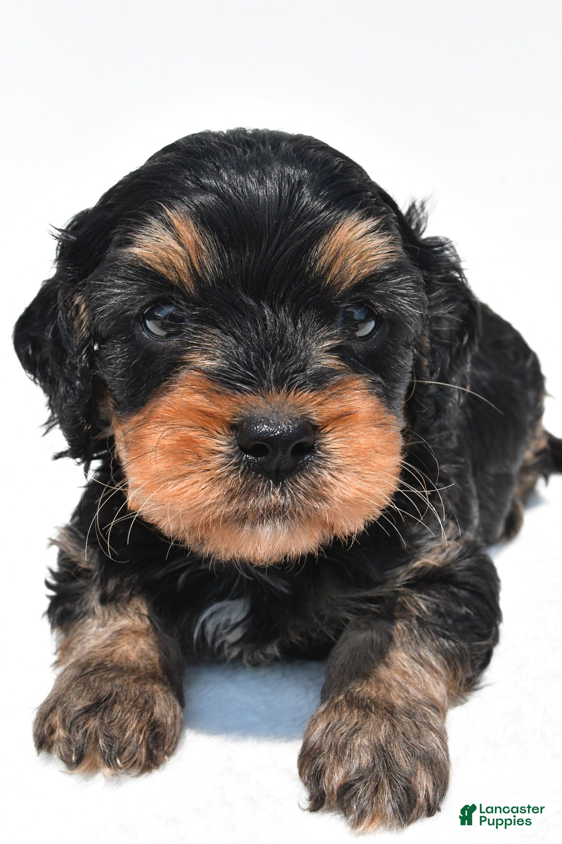 Cavapoo dogs Baxter - Ad 2