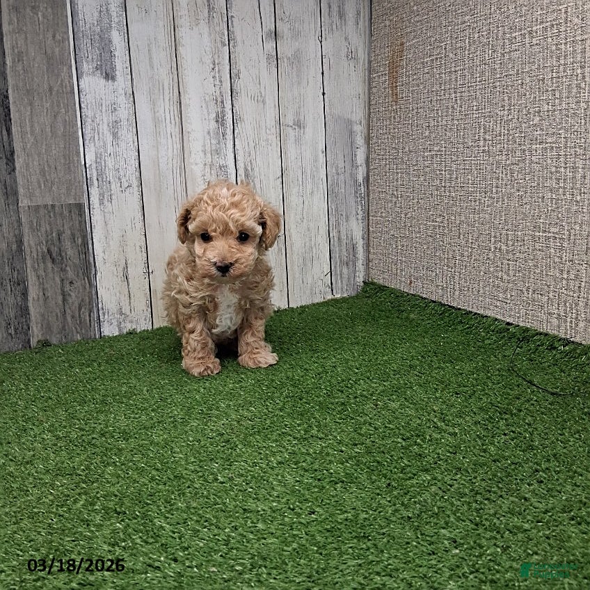 Maltipoo dogs Avery - Ad 2