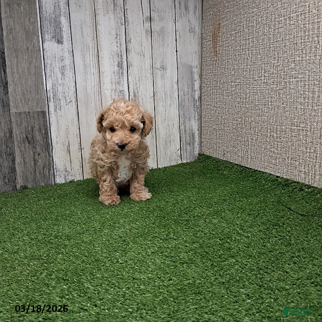 Maltipoo dogs for sale: Avery - Ad 2