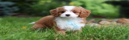 Cavapoo dogs for sale: Cody - Ad 9