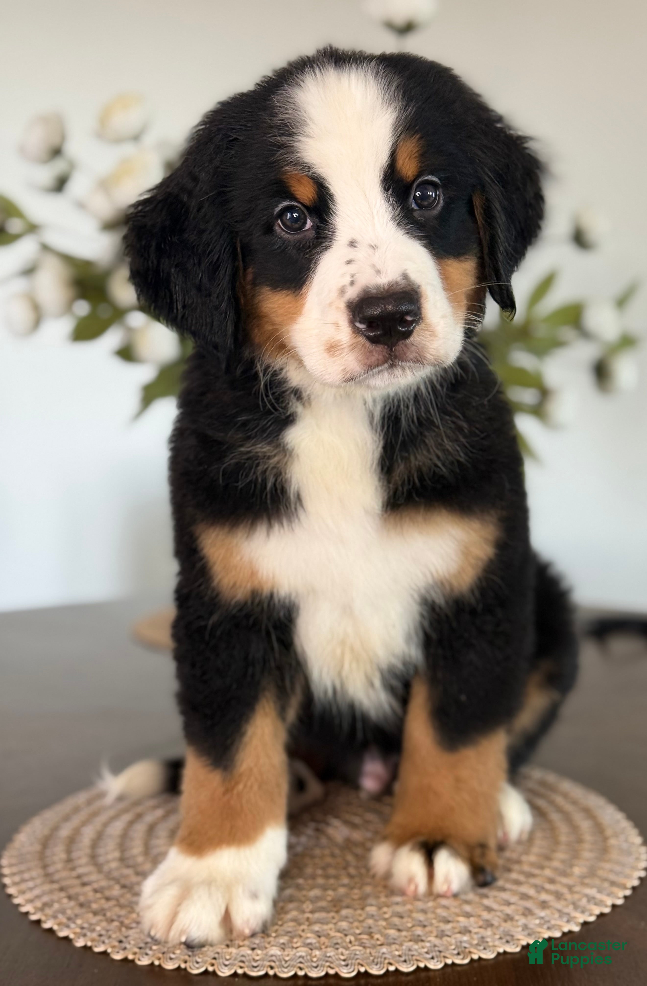 Bernese Mountain Dog dogs Rocky - Light Blue Boy - Ad 2