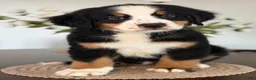 Bernese Mountain Dog dogs for sale: Rocky - Light Blue Boy - Ad 1