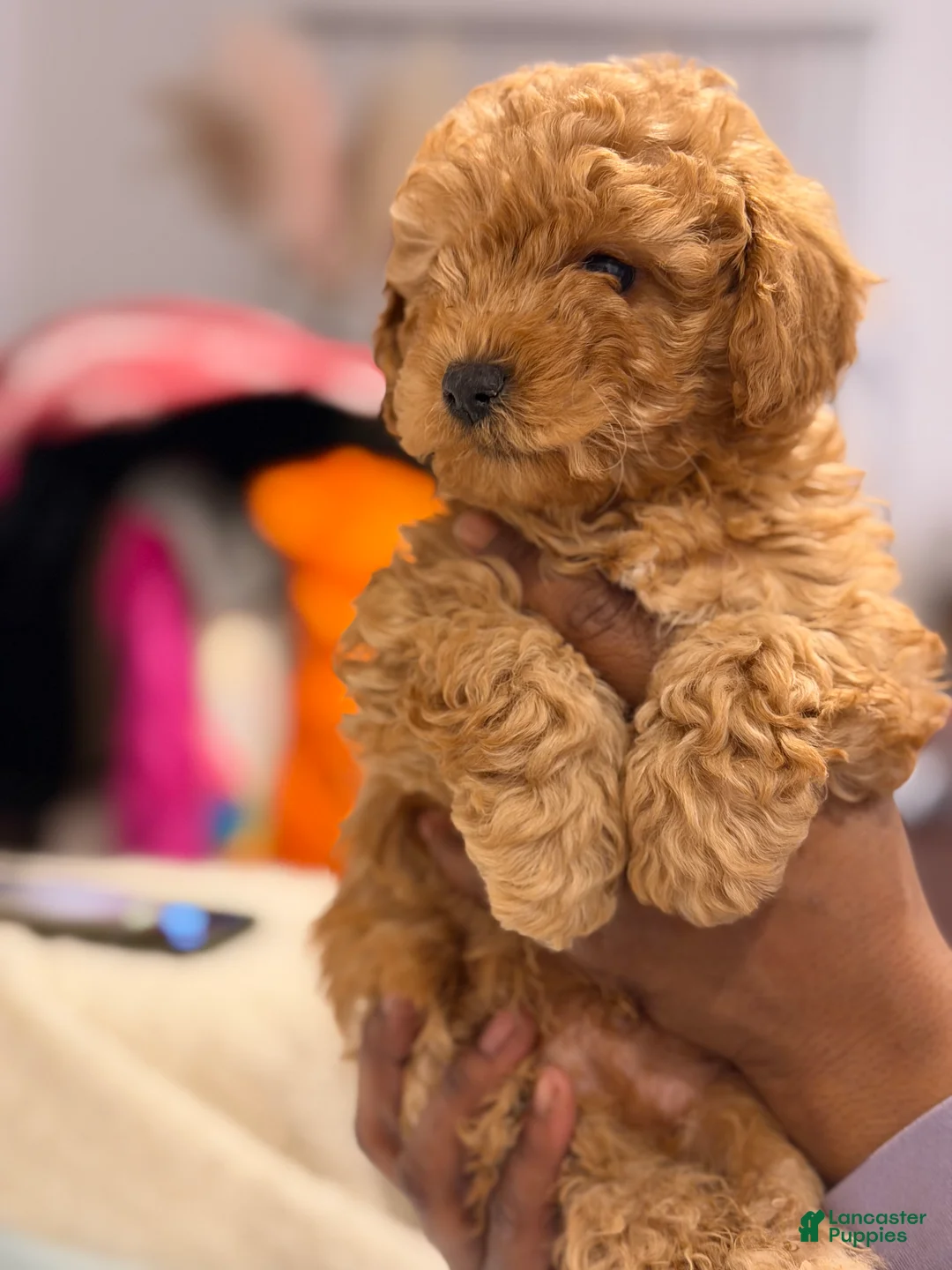 Shihpoo dogs for sale: Teddy - Ad 3