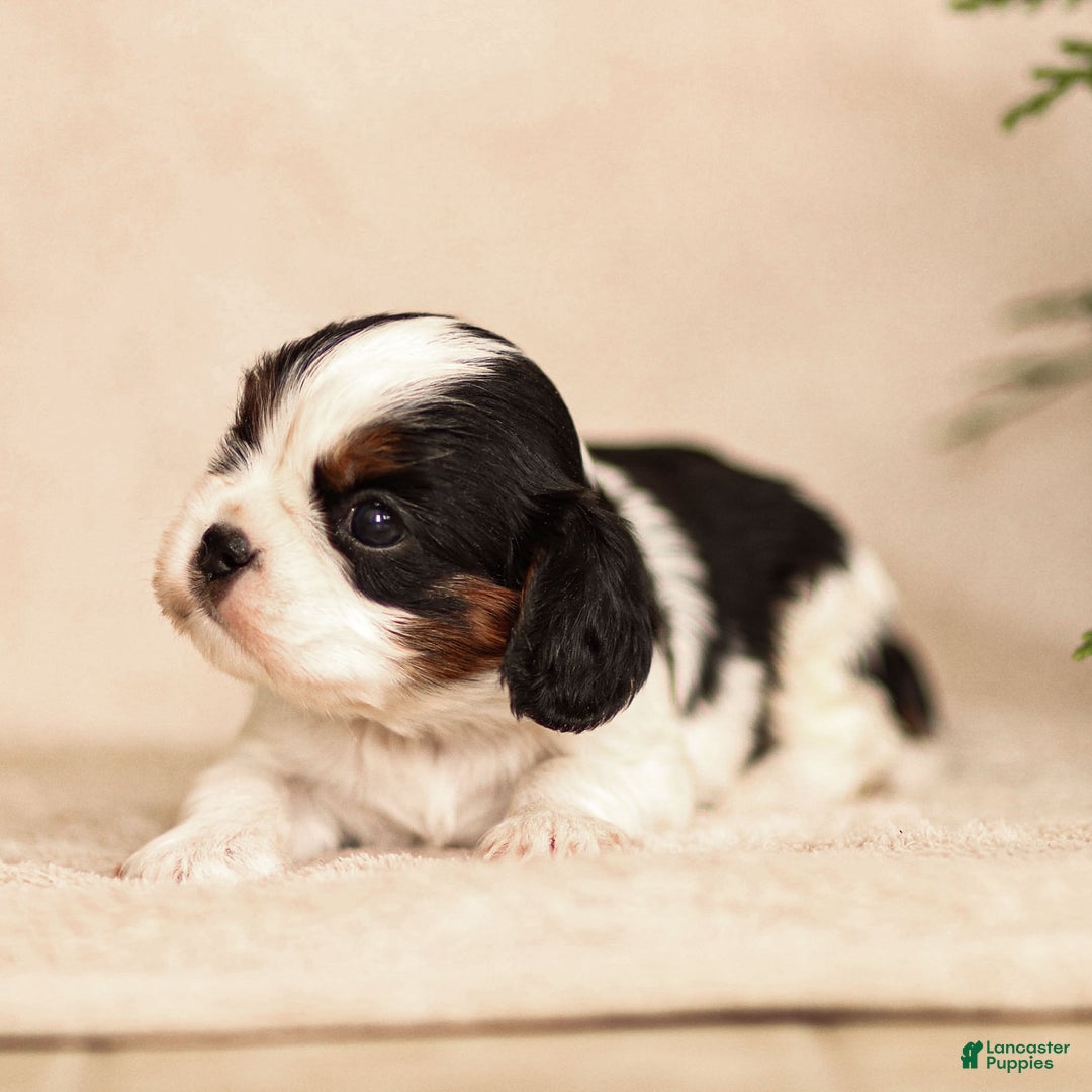 Cavalier King Charles Spaniel dogs for sale: Azriel - Ad 11