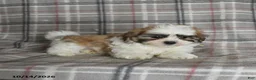 Shih Tzu dogs for sale: Flash - Ad 5