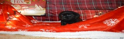 Labrador Retriever dogs for sale: Blossom  - Ad 1