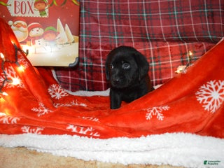 Labrador Retriever dogs Blossom - Ad 15