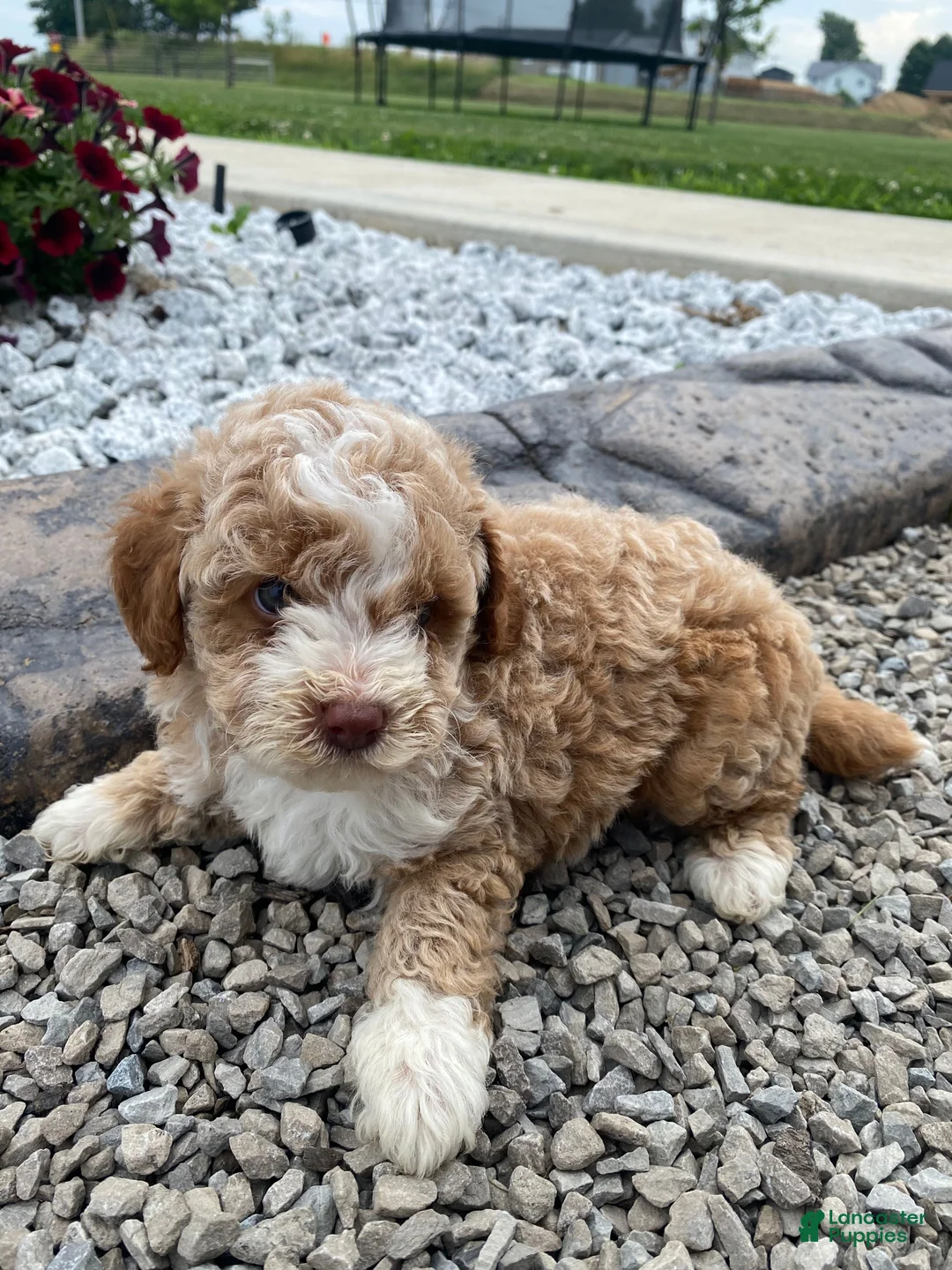 Miniature Poodle dogs for sale: Lincoln - Ad 15