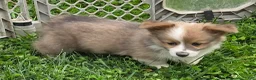 Welsh Corgi Pembroke dogs for sale: Dazzling Danny - Ad 17